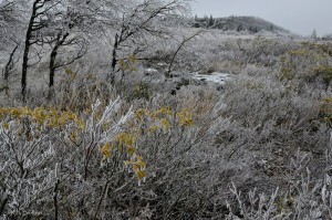Ice at Dolly Sods Wilderness, Monongahela National Forest, Allegheny Highlands Region