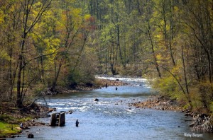 Fishing on Shavers Fork of Cheat River, Randolph County, Allegheny Highlands Region
