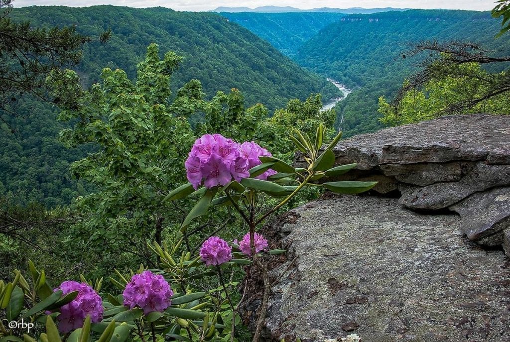 Which West Virginia Rhododendron Bears The State Flower West