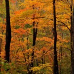 Dam trail at Hawk Nest