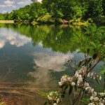 Laurel along Boley Lake