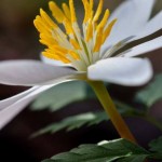 Bloodroot near Glade Creek Trail