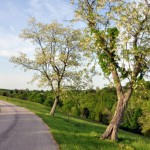 Locusts bloom on Manilla Ridge