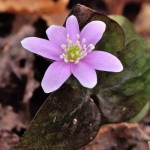 Sharp-lobed Hepatica