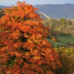 Maple in Germany Valley