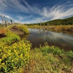 In the Canaan Valley Refuge