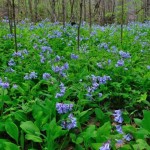 Wildflowers on Big Branch Trail