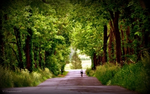 A biker rides through a tree-lined road in Jefferson County, West Virginia