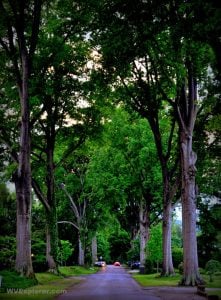 Trees shade a Kanawha City avenue in Charleston, West Virginia