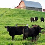 Cattle Farm Near Robertsburg in West Virginia