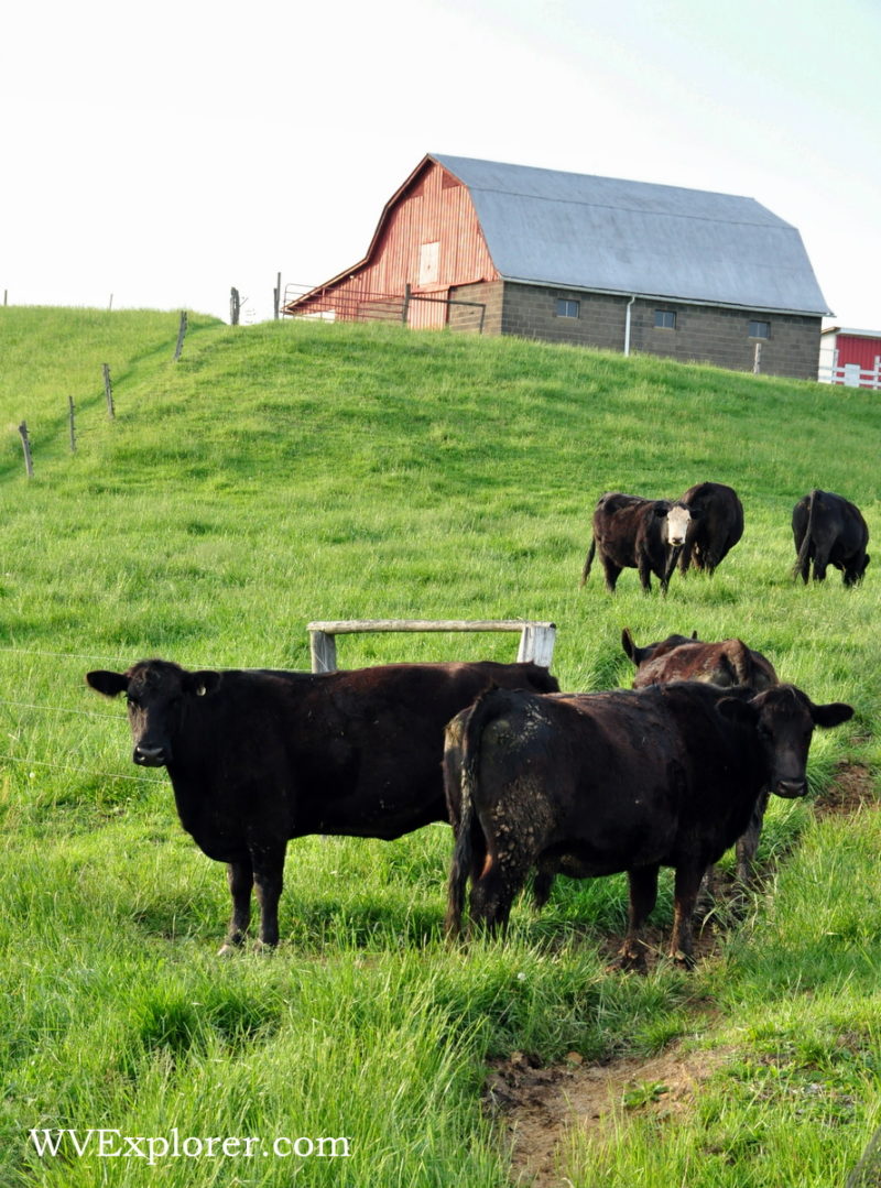 Cattle farm near Robertsburg, WV