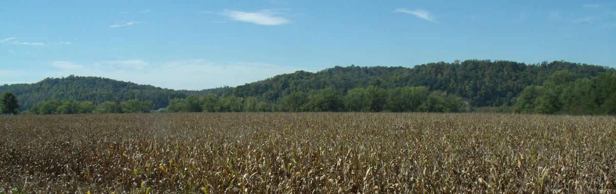 Corn along the Ohio in Mason County