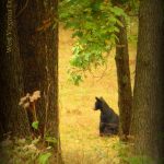 Bear at Watoga State Park near Hillsboro, WV, Pocahontas County, Allegheny Mountains Region