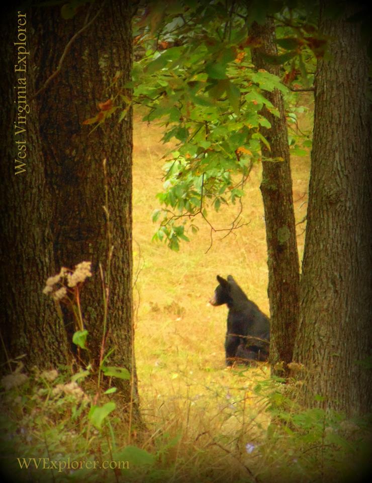 Bear at Watoga State Park