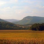 Cornfield near Upper Tract, WV, Pendleton County, Potomac Branches Region