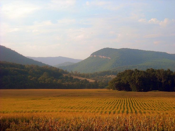 Cornfield near Upper Tract, WV, Pendleton County, Potomac Branches Region