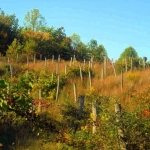 Vineyard on Fisher Ridge near Liberty, WV, Putnam County, Mid-Ohio Valley Region