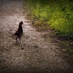 Grouse near Hazelgreen, WV, Ritchie County, Heartland Region