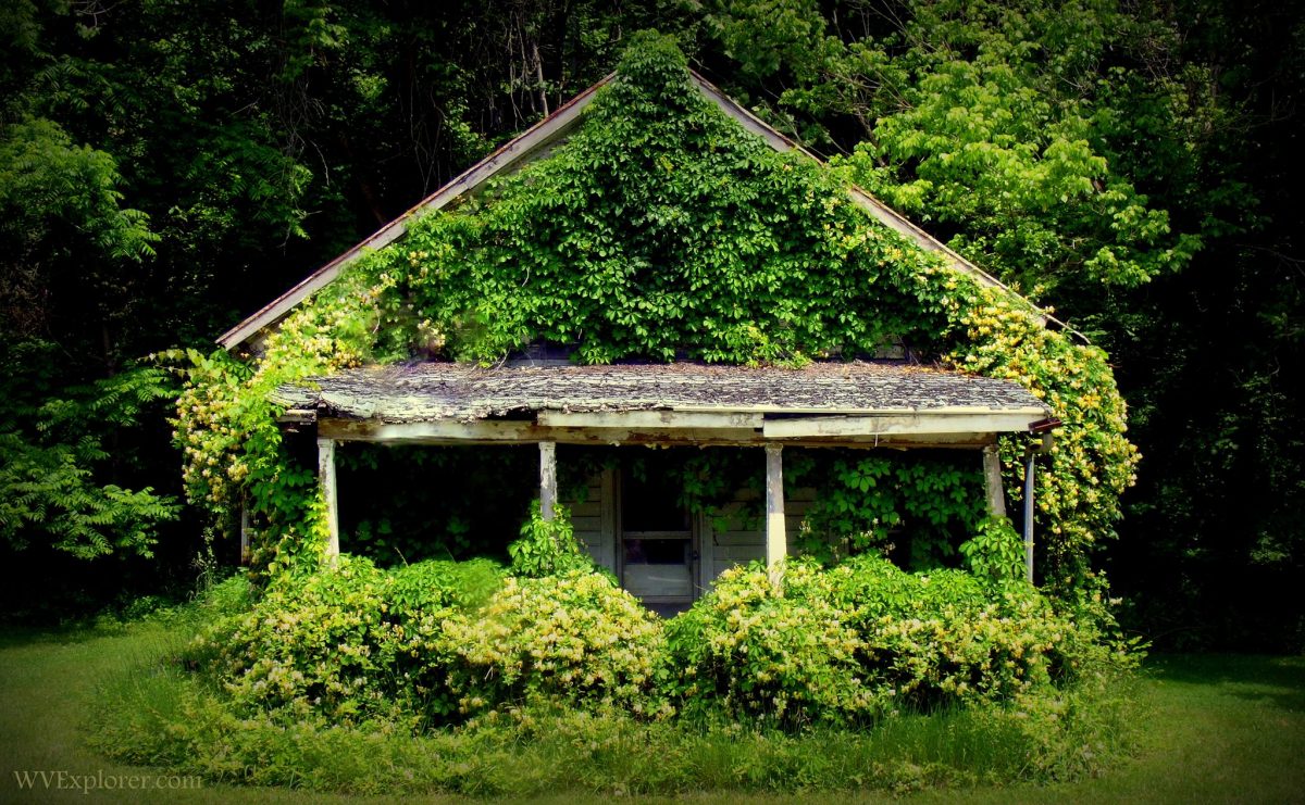 House covered in honeysuckle near Middlebourne, WV, Tyler County, Mid-Ohio Valley Region