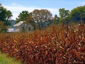 Cornfield near Murraysville, WV, Jackson County, Mid-Ohio Valley Region