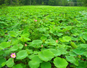 Pond at McClintic Wildlife Management Area, Wildlife Management Areas, Mid-Ohio Valley Region