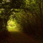 Trail on Middle Island, Saint Marys, West Virginia, Ohio River Islands National Wildlife Refuge, Mid-Ohio Valley Region