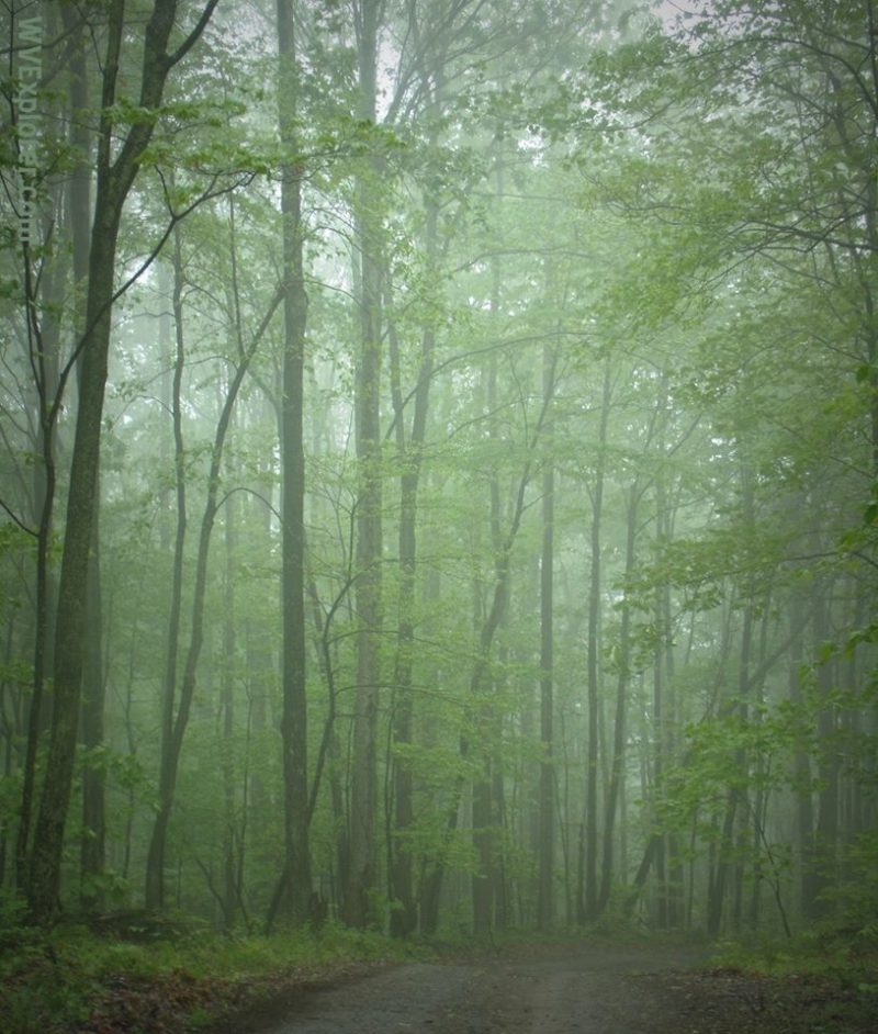 Misty woodland near Pluto, WV, Raleigh County, New River Gorge Region