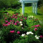 Peonies at Adaland Estate, Berryburg, WV, Barbour County, Monongahela Valley Region