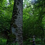 Sycamore on Hughes River at North Bend State Park, Harrisville, WV, Ritchie County, Heartland Region