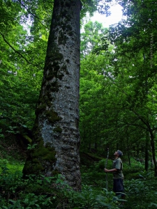 Sycamore on Hughes River at North Bend State Park, Harrisville, WV, Ritchie County, Heartland Region