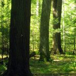 Tree boles at Cathedral State Park, Aurora, WV, Preston County, Allegheny Highlands Region