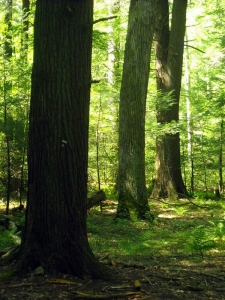 Tree boles at Cathedral State Park, Aurora, WV, Preston County, Allegheny Highlands Region