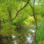 Willows near Wallback, WV, Wallback Wildlife Management Area, WIldlife Management Areas, Heartland Region