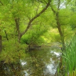 Willows near Wallback