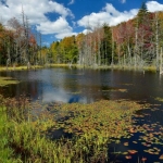 Hills Creek Pond