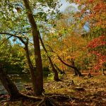 Autumn on Bluestone River, Bluestone National Scenic River, Bluestone Region