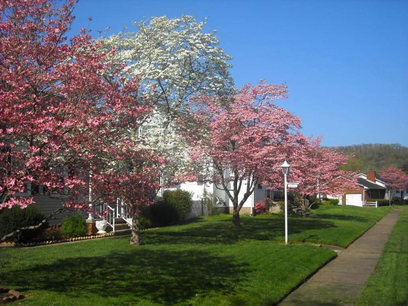 Dogwoods flower at Dunbar, West Virginia, Kanawha County, Metro Valley Region