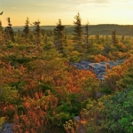 Late afternoon at Dolly Sods