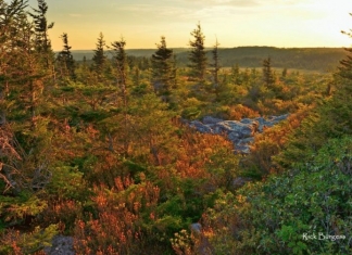 Afternoon at Dolly Sods Wilderness, Monongahela National Forest, National Parks