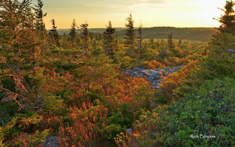 Late afternoon at Dolly Sods