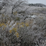Ice at Dolly Sods Wilderness, Monongahela National Forest, Allegheny Highlands Region
