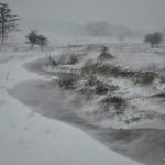Driven snow, White Grass, Allegheny Highlands Region