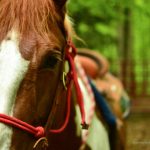 Horsebacking on New River Gorge, Adventures on the Gorge