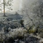 Horses in frost, Raleigh County, New River Gorge Region