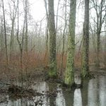 Meadow River Wildlife Management Area, Greenbrier County, Greenbrier Valley Region