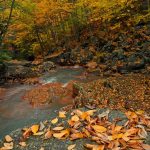 North Fork of Blackwater River, Tucker County, Allegheny Highlands Region