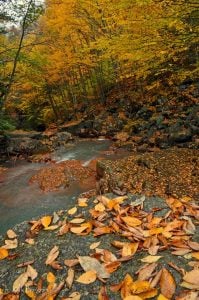 North Fork of Blackwater River, Tucker County, Allegheny Highlands Region