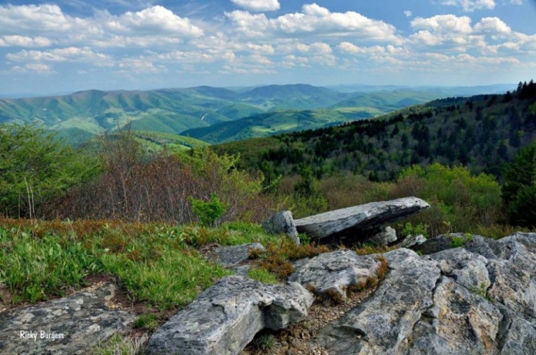 Forest Stewardship program announced in eastern panhandle