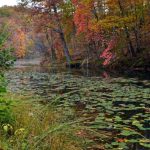 Autumn at Plum Orchard Lake Wildlife Management Area, Pax, WV, New River Gorge Region