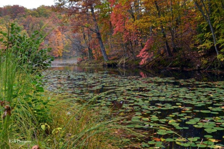 Plum Orchard Lake Wildlife Management Area West Virginia Explorer